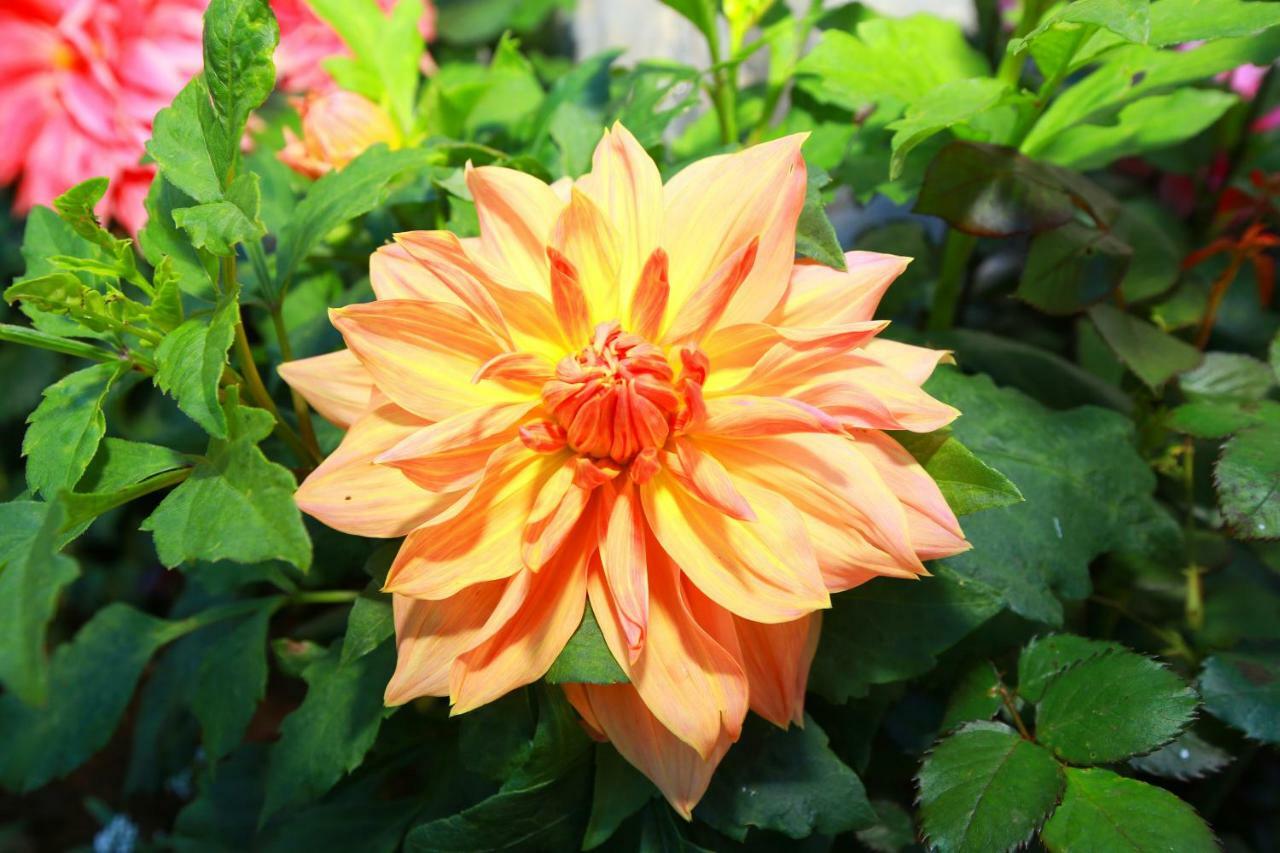Dahlia Mount View Hotel Nuwara Eliya Extérieur photo